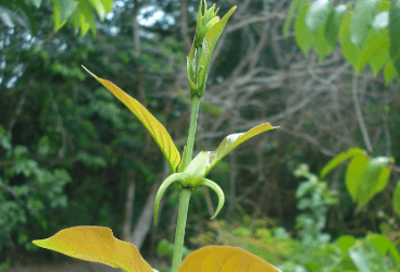Uncaria tomentosa (Willd. ex Schult.) DC. - Kedi Pençesi