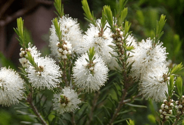 Melaleuca alternifolia (Maiden and Betche) Cheel - Melaloyka, Çay ağacı