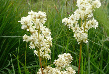 Filipendula ulmaria (L.) Maxim - Çayırkraliçesi