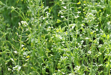 Capsella bursa-pastoris (L.) Medikus - Çoban Çantası