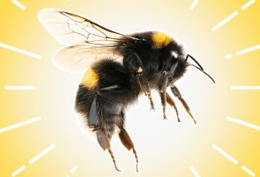 Arı-Böcek-Sivrisinek Sokmalarına Karşı Alınması Gereken 10 Önlem