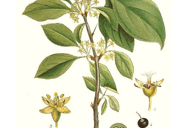 Rhamnus catharticus L. - Akdiken (Cehri)