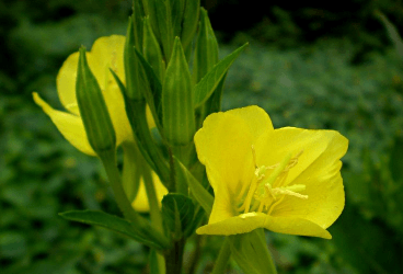 Oenothera lamarckiana L. - Eşek otu, Akşam sefası, Güneş damlası, Çuha çiçeği