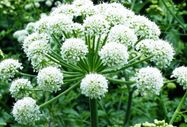 Angelica archangelica L.