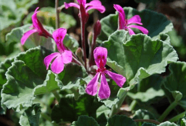Pelargonium sidoides DC. ve/veya Pelargonium reniforme Curt. - Güney Afrika Sardunyası