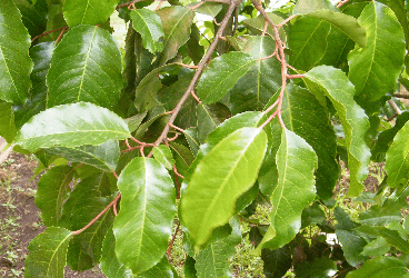 Prunus africana (Hook. f.) Kalkman