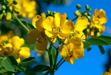 Cassia acutifolia Delile - Sinameki