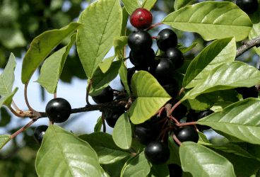 Rhamnus frangula L. - Barut Ağacı