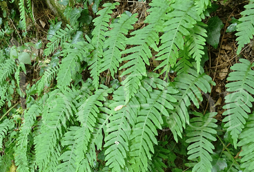 Polypodium vulgare L. - Benekli Eğreltiotu