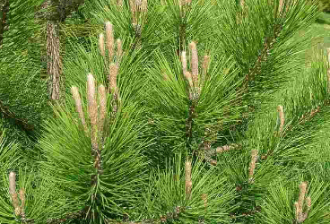 Pinus maritima Lam. - Sahilçamı