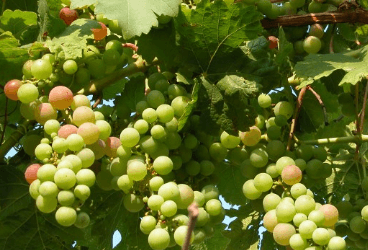 Vitis vinifera L. - Üzüm