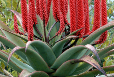 Aloe ferox Miller-Süt - Sarısabır, Öd Ağacı