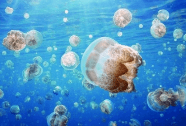 Deniz Canlıları Sokmasında İlkyardım Nasıl Olmalı