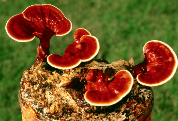 Ganoderma lucidum - Ganoderma (Reişi) Mantarı