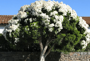 Melaleuca linariifolia Smith - Çay ağacı, Melaloyka	