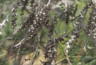 Melaleuca dissitiflora F. Mueller - Çay ağacı, Melaloyka