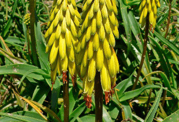 Aloe ferox Miller-Jel - Sarısabır, Öd Ağacı
