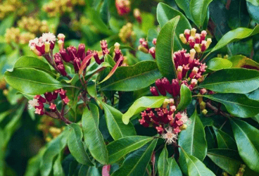 Eugenia caryophyllata Thunberg