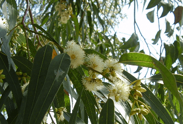 Eucalyptus globulus - Ökaliptus, Sıtma ağacı, Bataklık kurutan